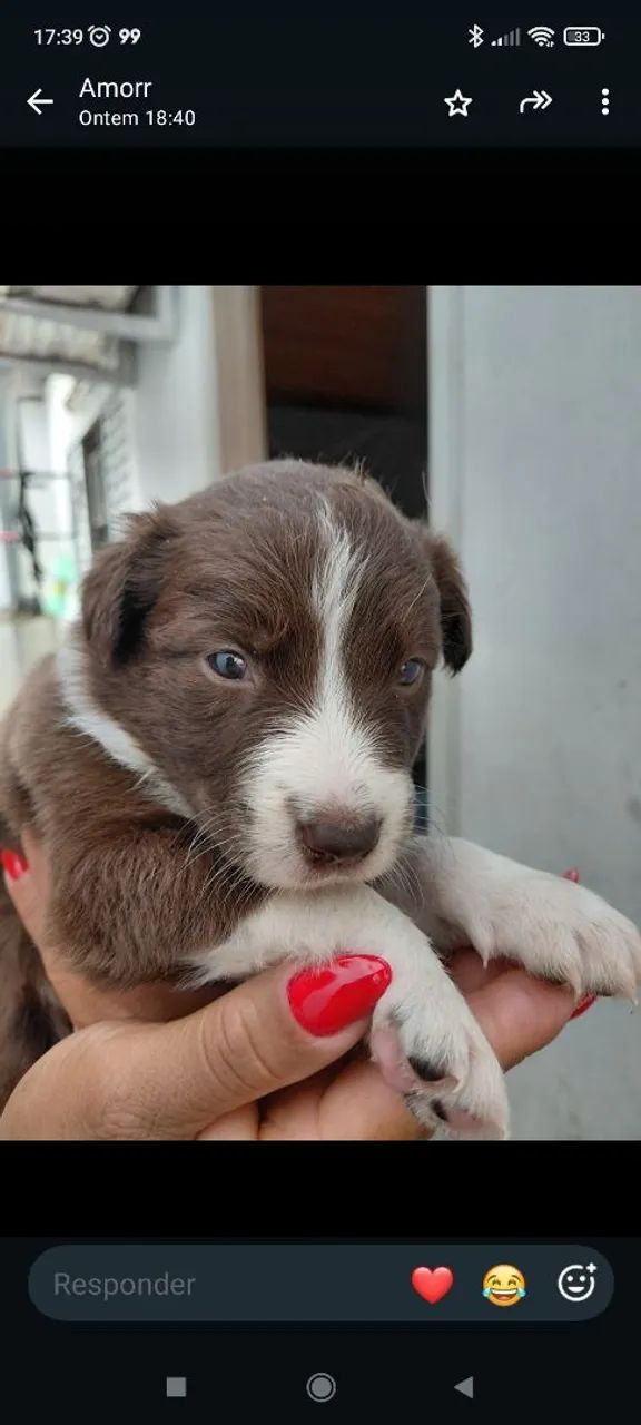 Border Collie  - Foto 2