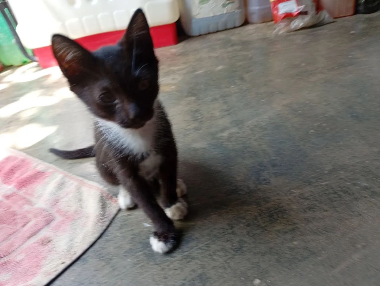 Gatinha para doação  - Foto 3