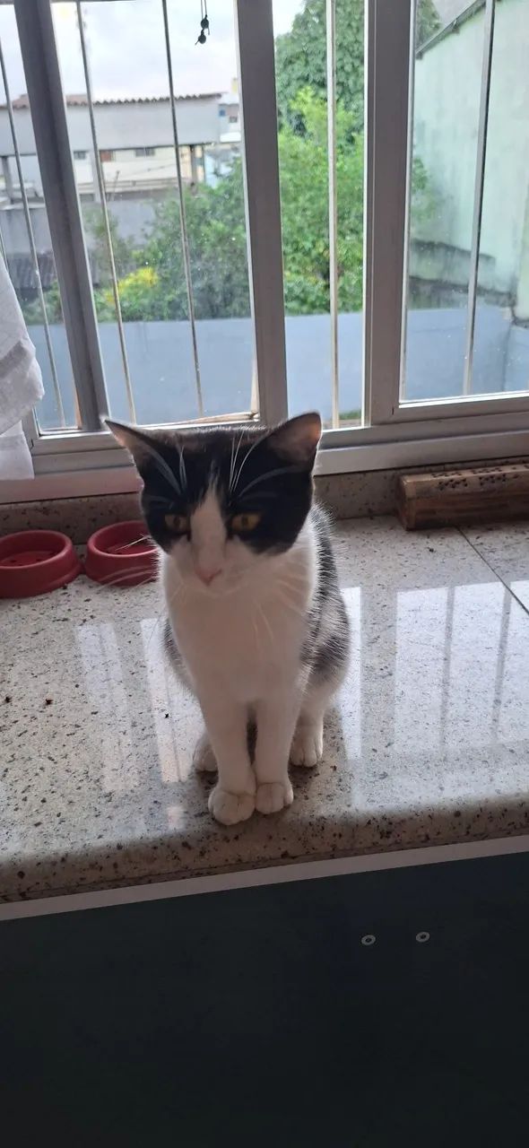 Gatinha - Foto 2