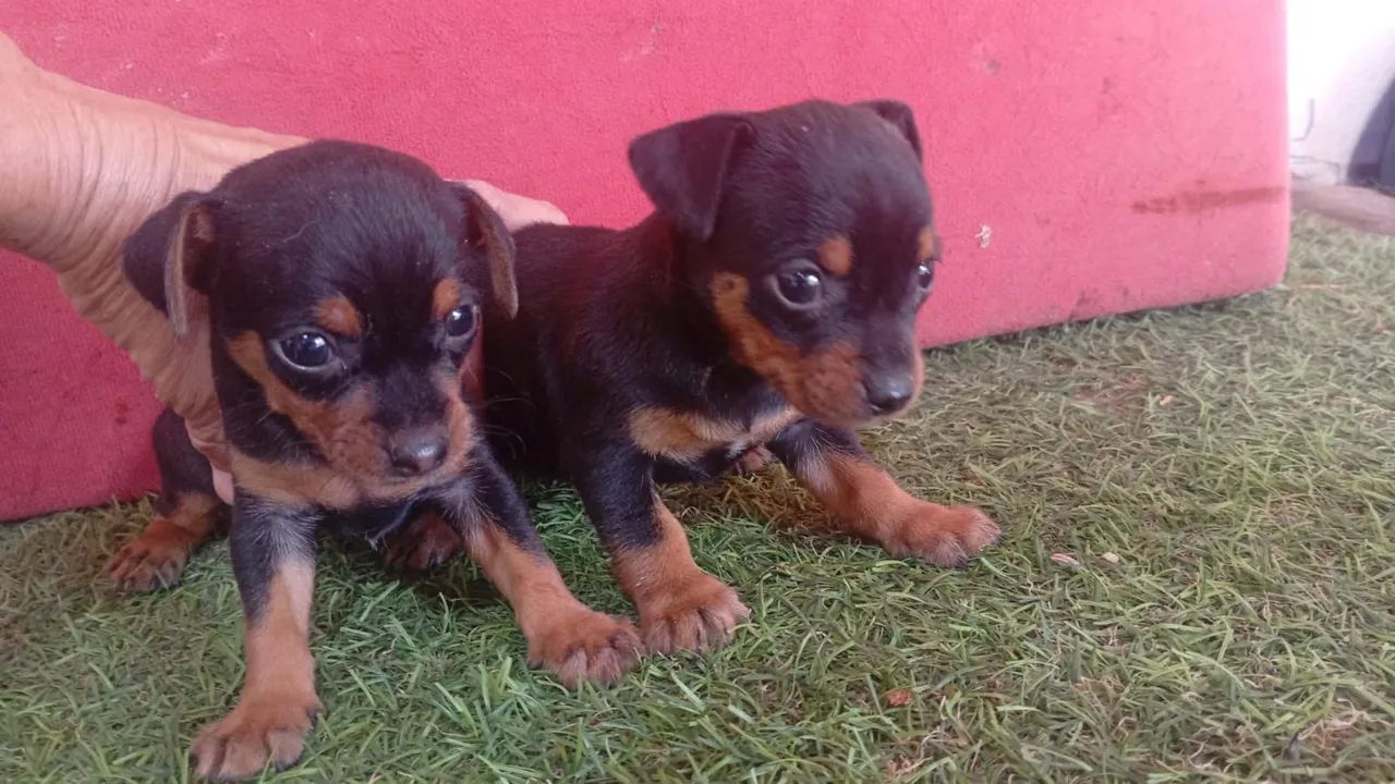 Pinchi zero  - Foto 3