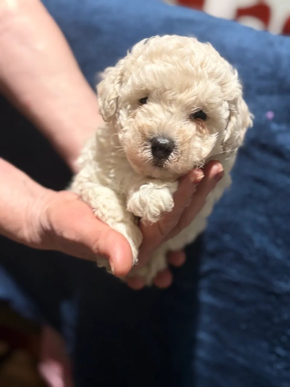 Poodle  - Foto 4