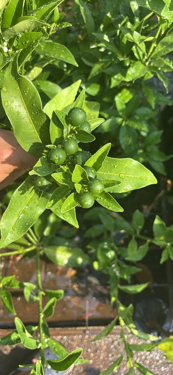 Laranja kinkan enxertada - Foto 2