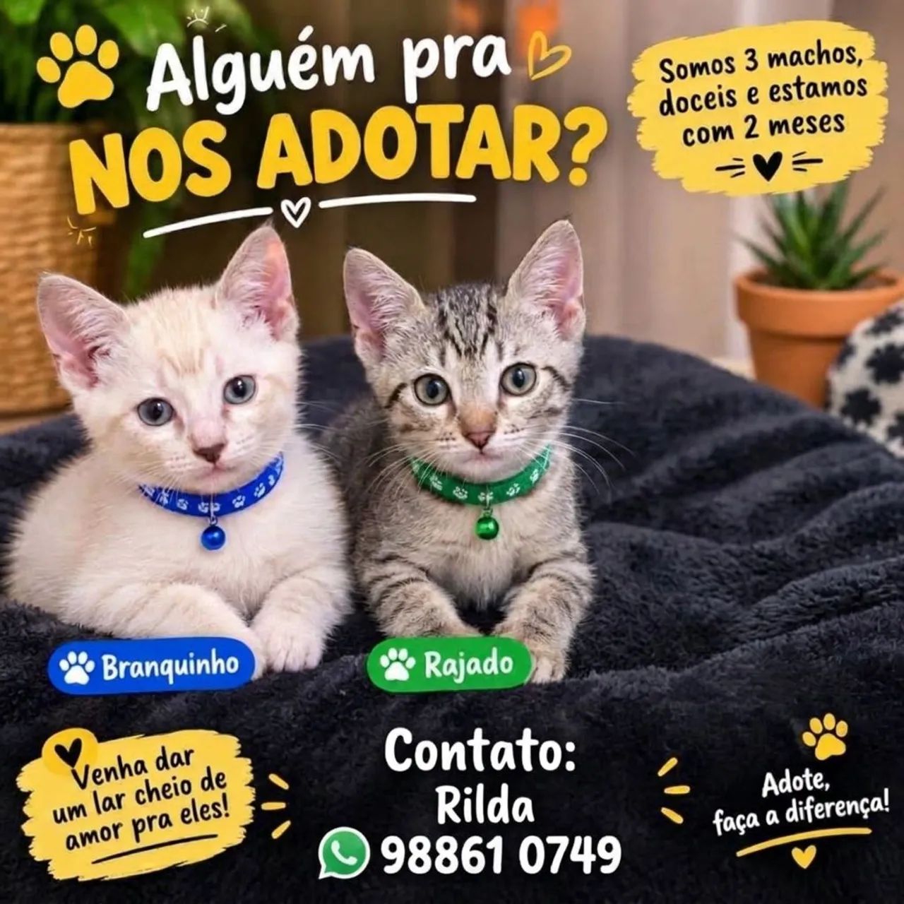  MACHOS LINDOS