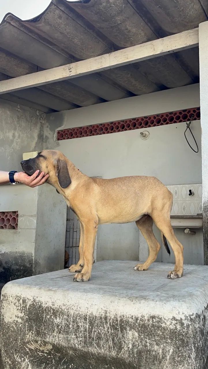 Fila Brasileiro - Foto 2