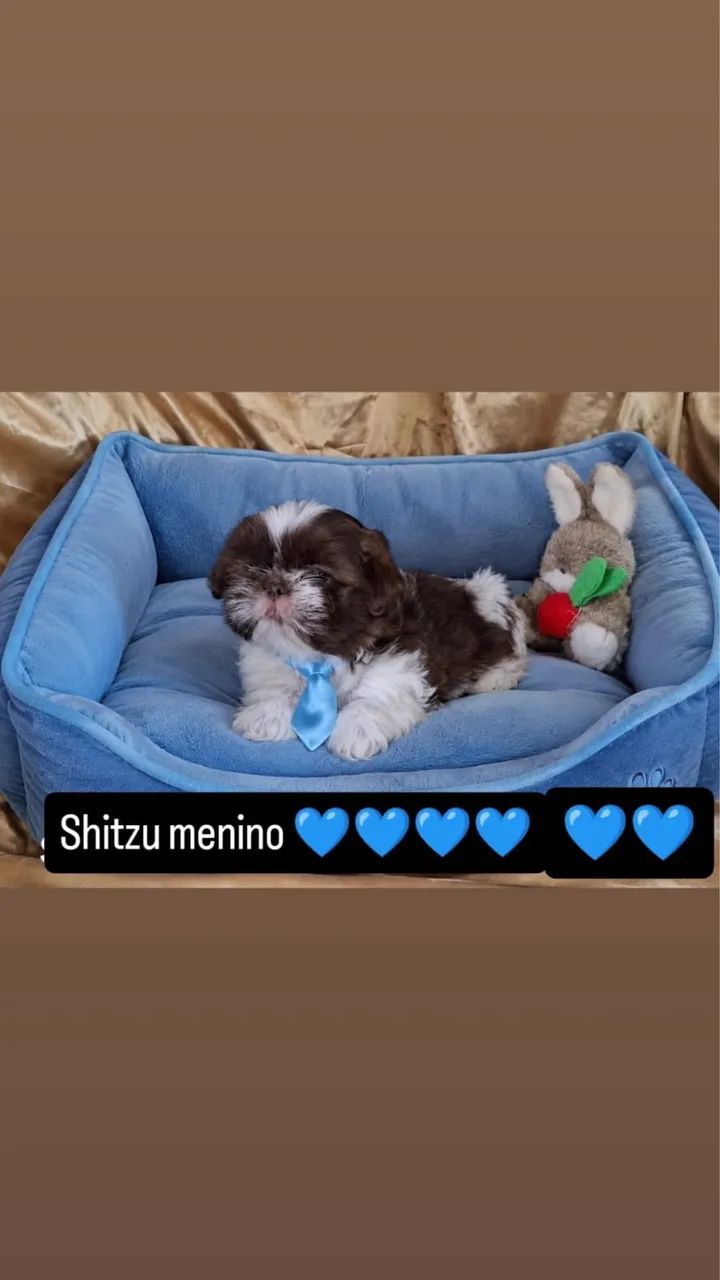 Shi tzu