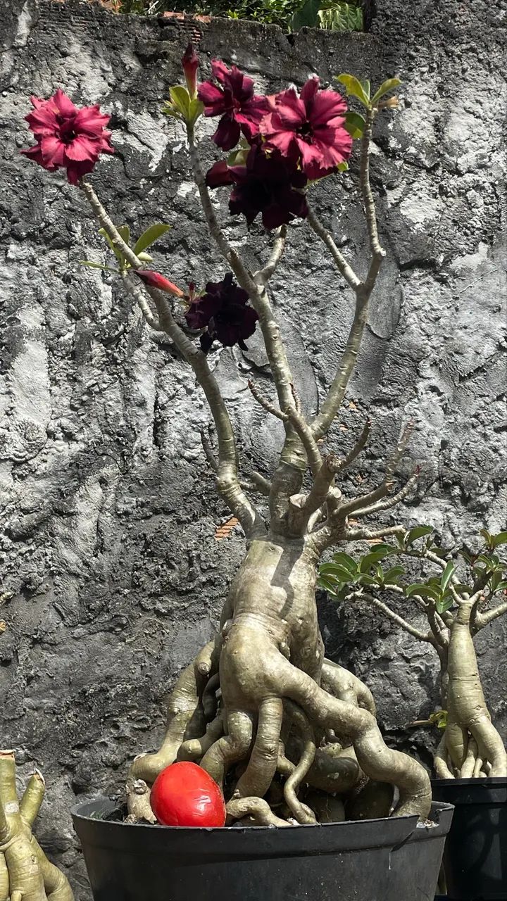 Rosas do deserto 