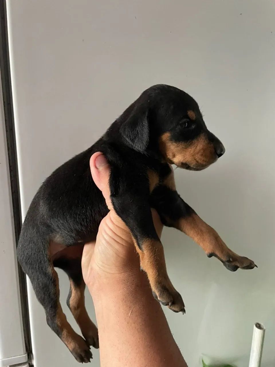Doberman  - Foto 2
