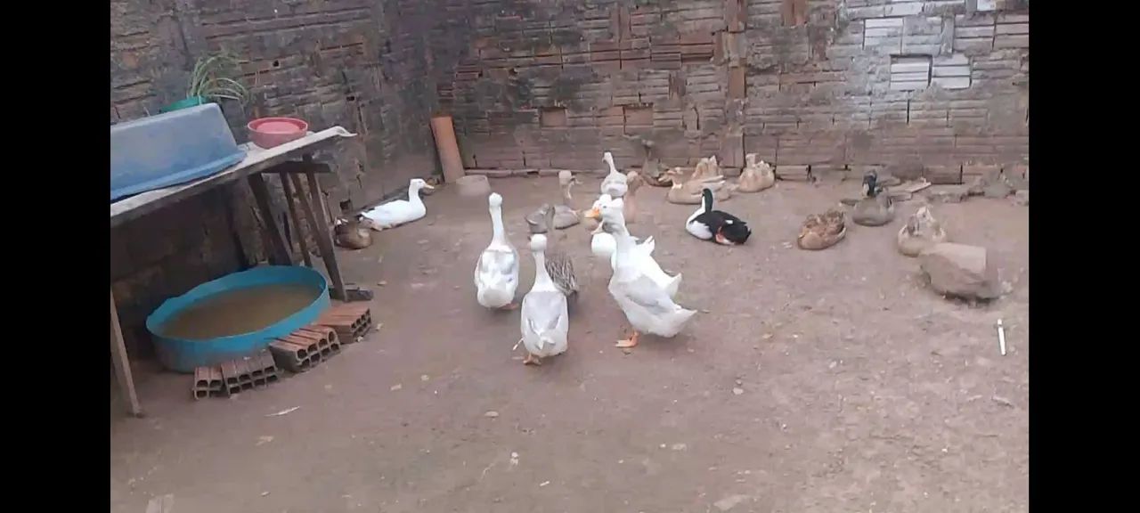 Patos pompom - Foto 4