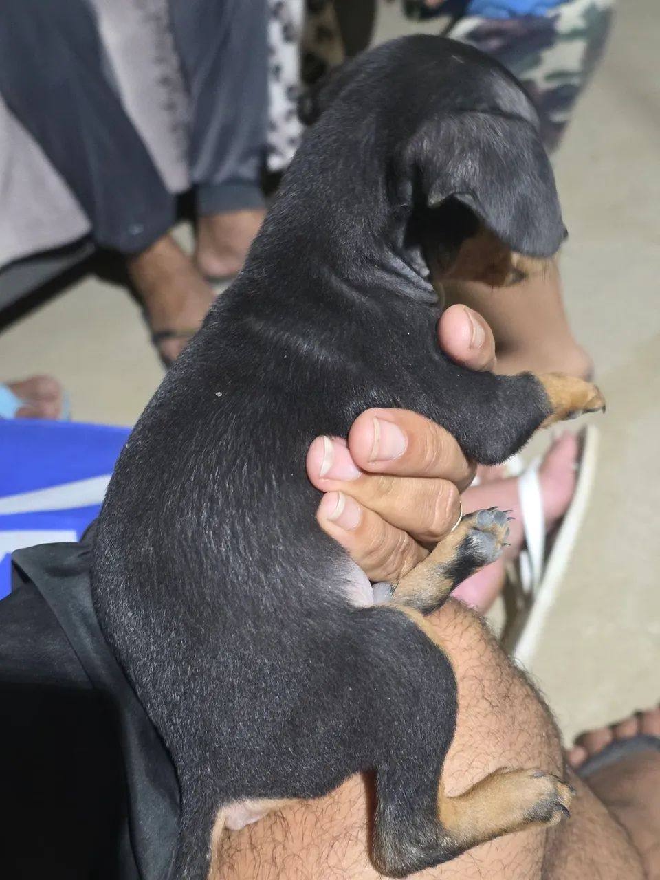 Pinsher 1 - Foto 2