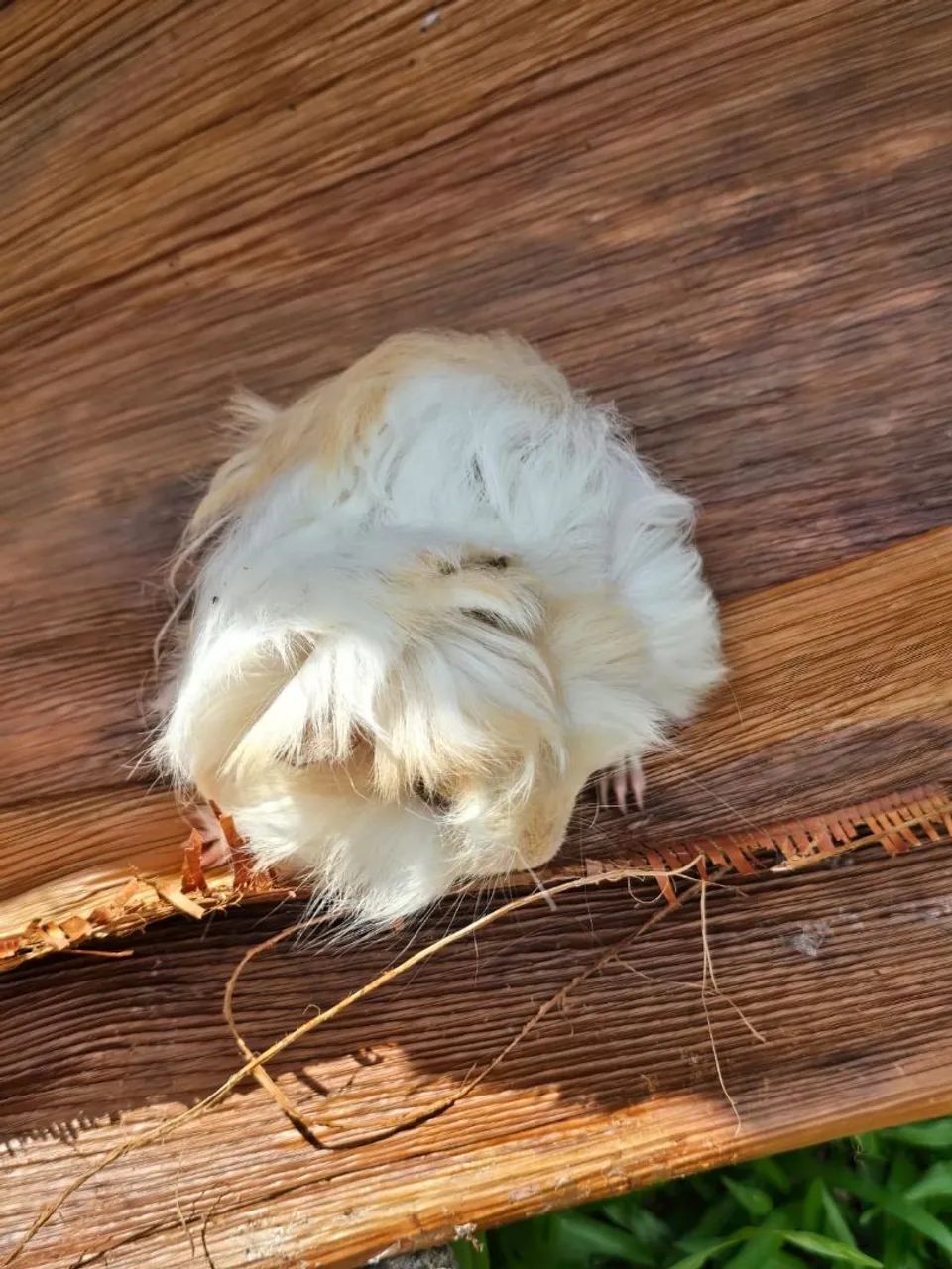 Peruvian Guinea Pig65675276892033122