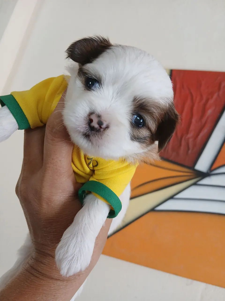 Filhote de ilhasa apso - Foto 3