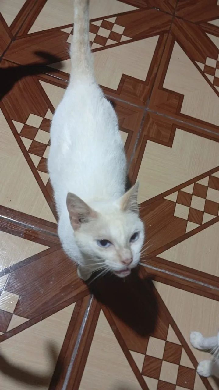 Doação Responsável Gata Castrada  - Foto 2