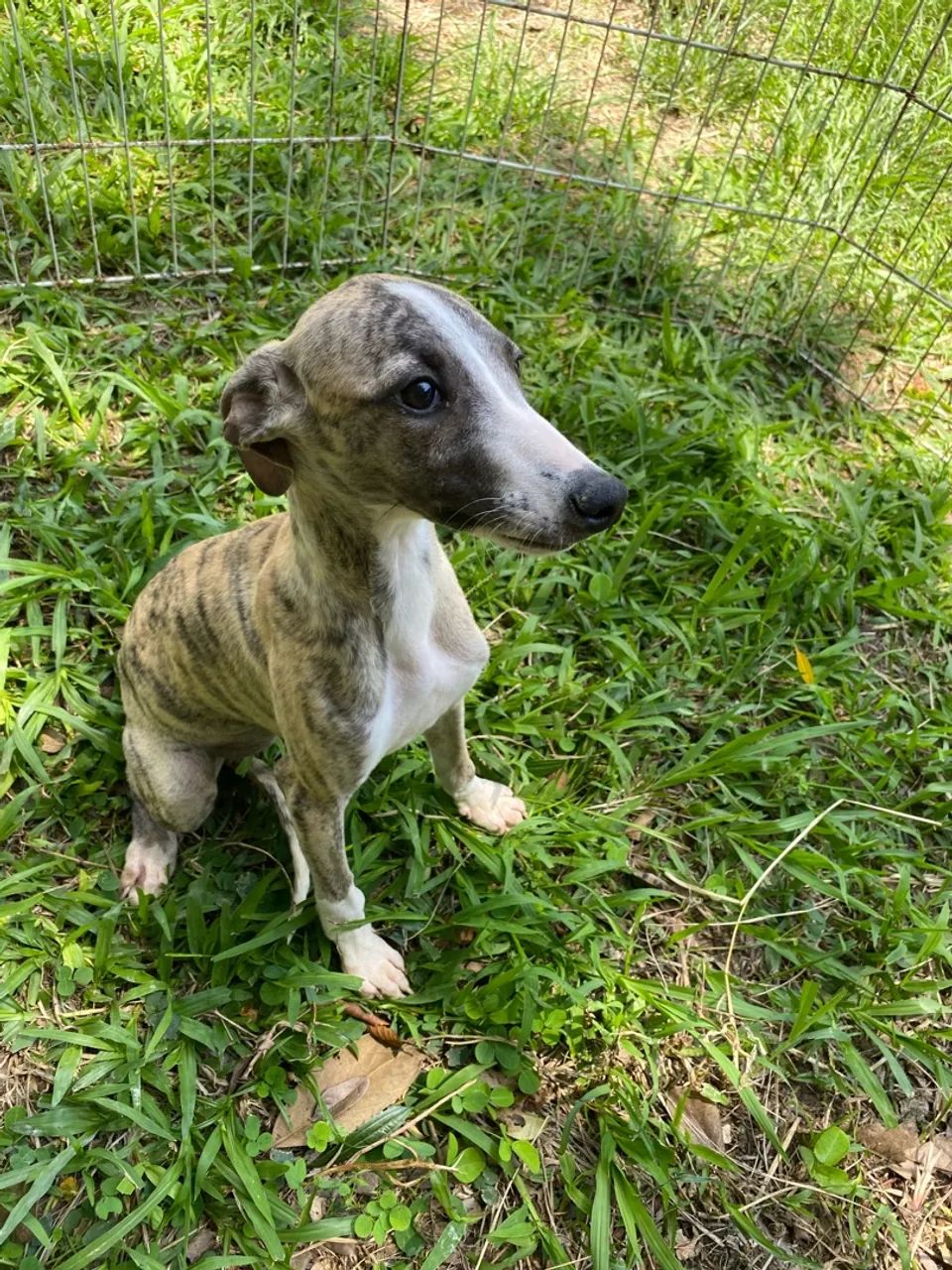 Filhotes Whippet