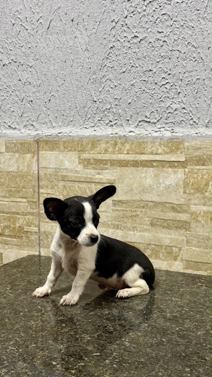 Pinscher macho  - Foto 3