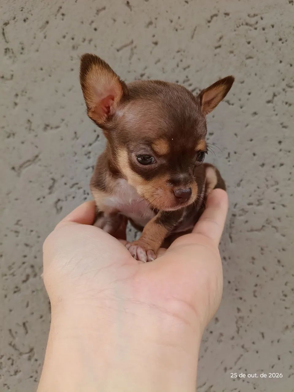 Pinscher macho chocolate - Foto 2