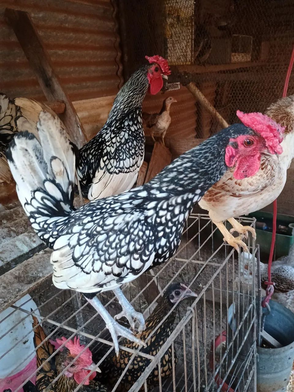 Sebright prateado  - Foto 4