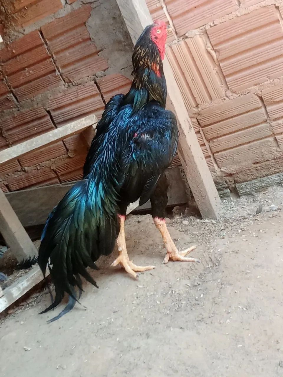 Venda