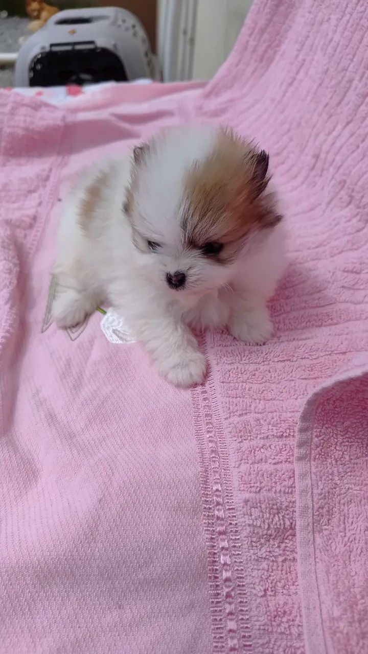 Cachorro lulu 