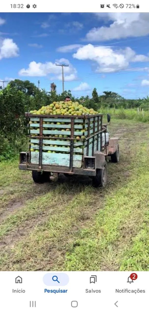 Laranja pera - Foto 3