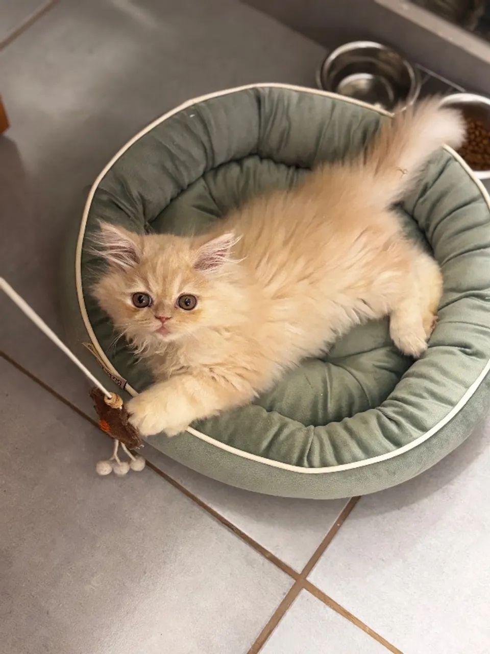Gato persa macho - Foto 4