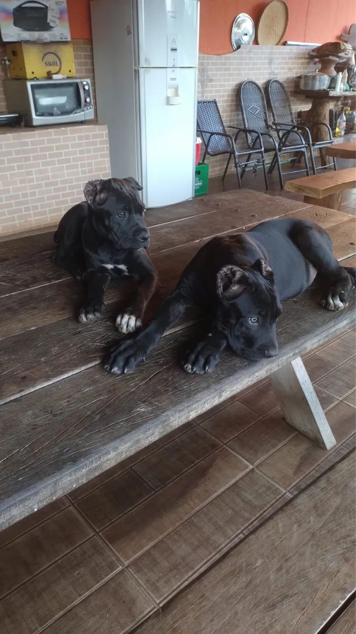 Cachorro - Foto 3