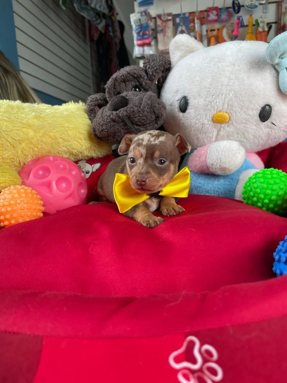 Pinscher macho mini disponível $2.500,00
