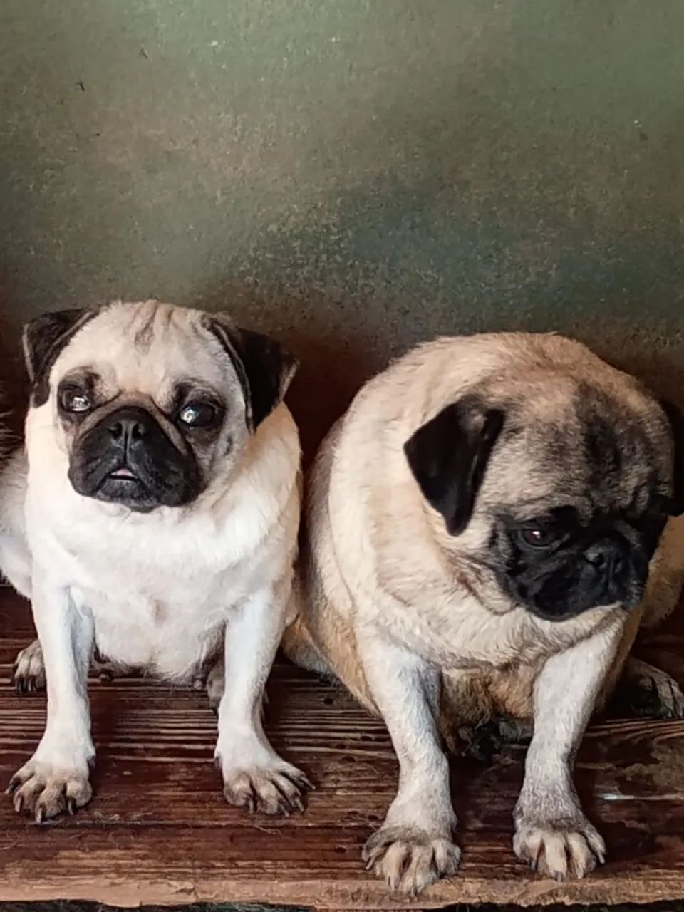 Pug fêmea adultas - Foto 2