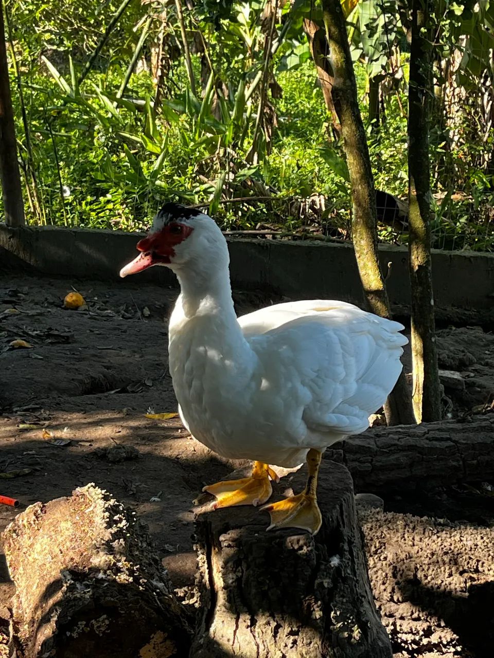 Patos machos