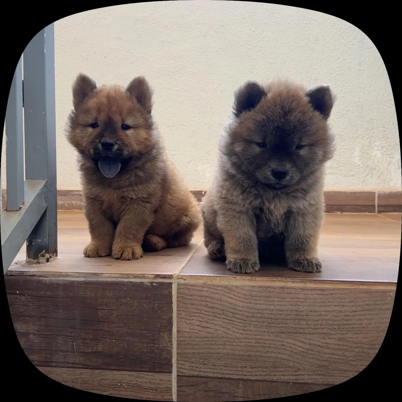 Filhote Chow Chow  - Foto 3