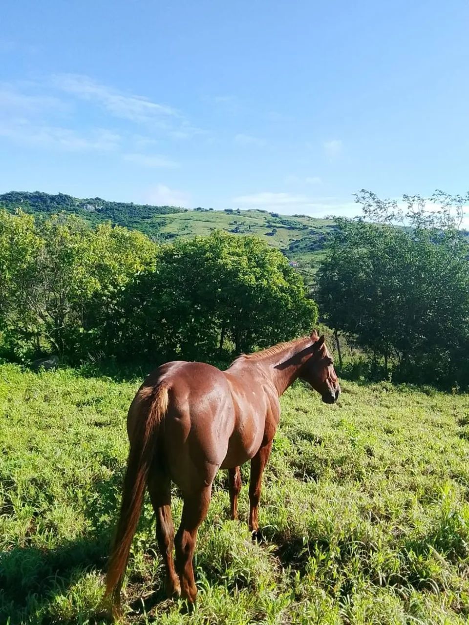 Cavalo de direita bom - Foto 5