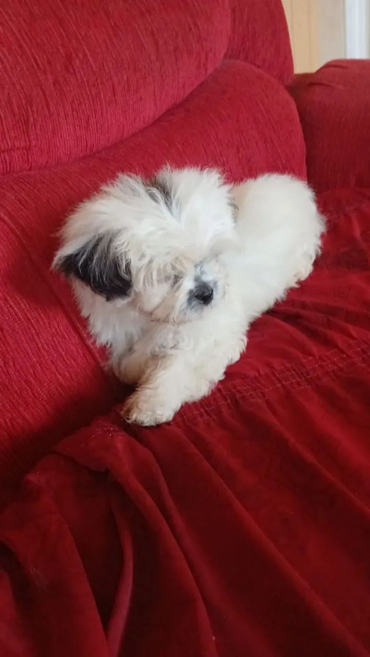 Cachorro  - Foto 3