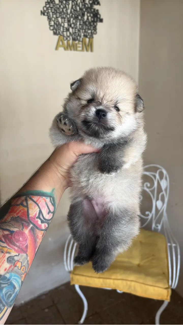 Spitz alemão anão vacinado e com pedigree  - Foto 3