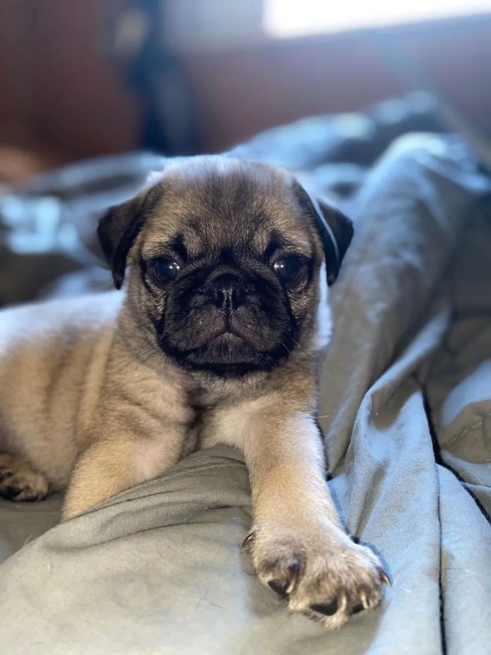 Filhotes de Pug | Patinhas que fazem sorrir