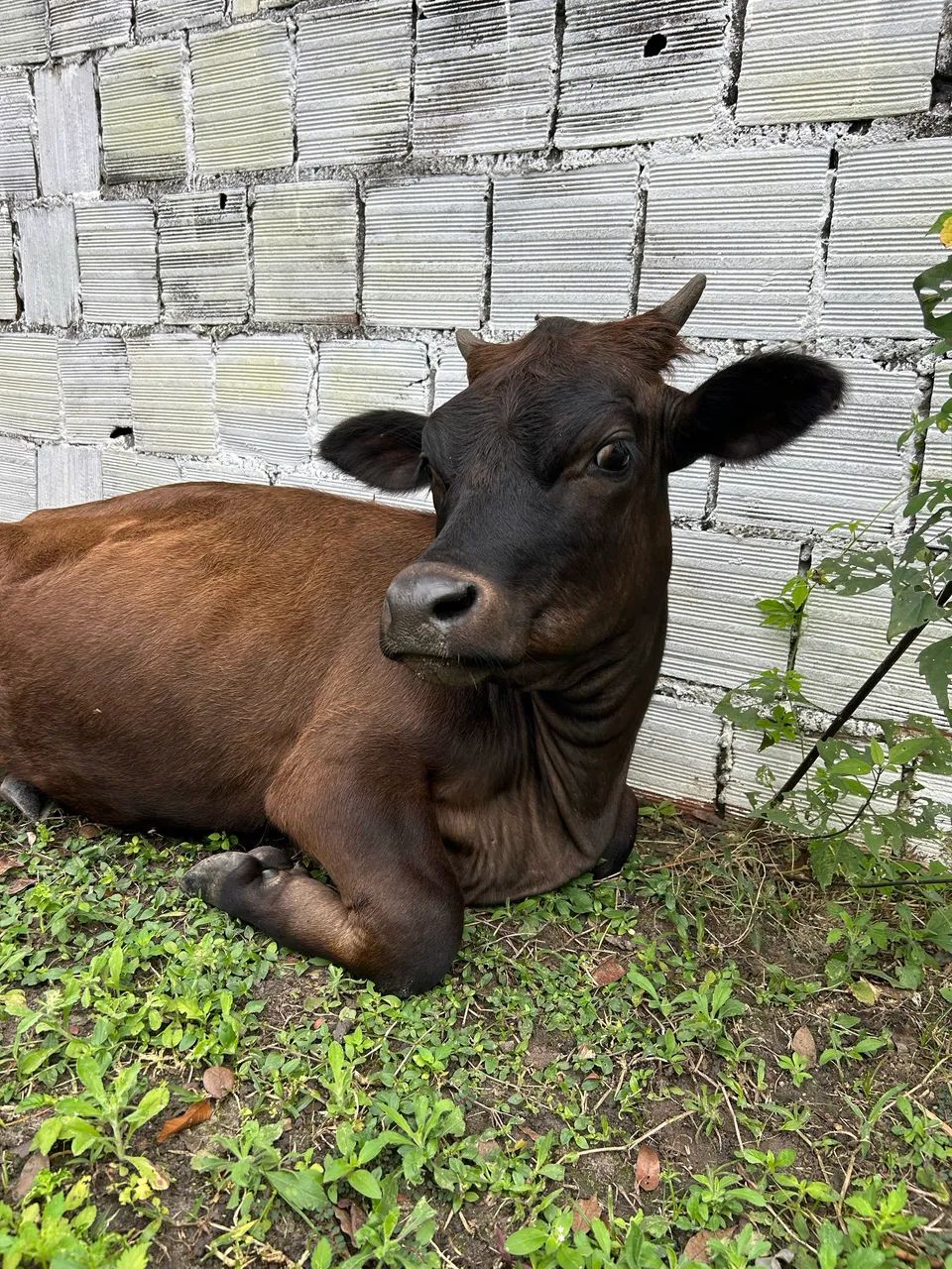 Mini vaca  - Foto 2
