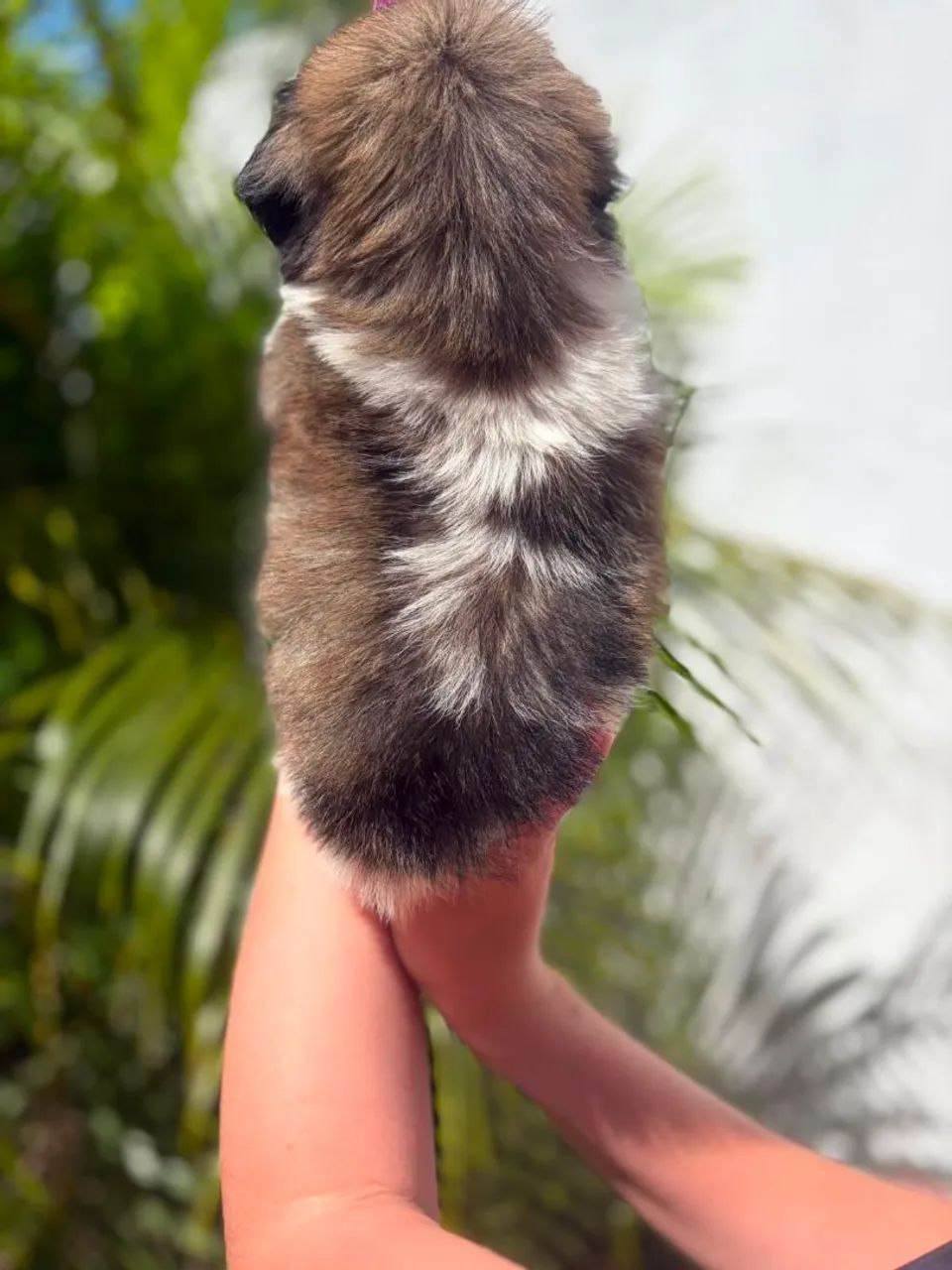 Lindo Machinho - Foto 2