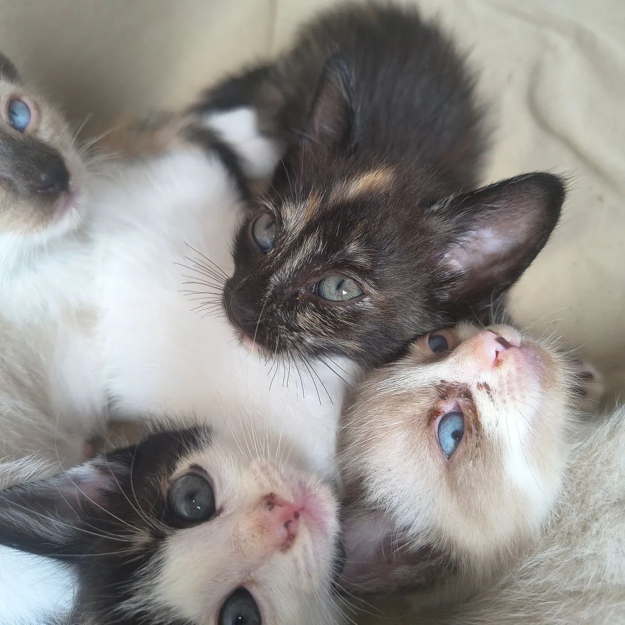 Estou doando filhotes de gato