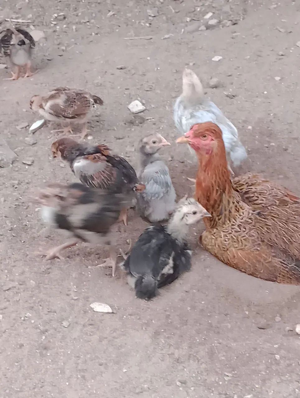 Vende Galinha Sertaneja Balão (GSB) - Foto 3