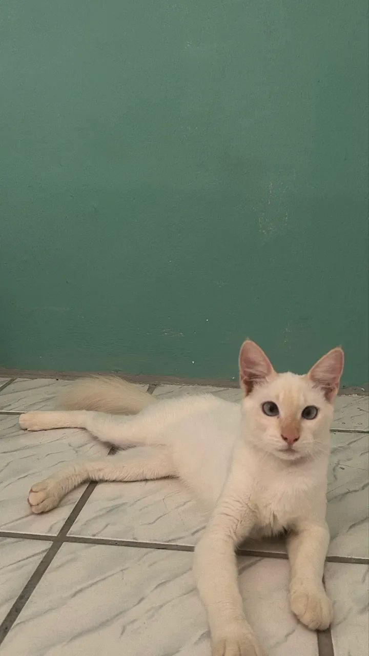 Gatinho  - Foto 3