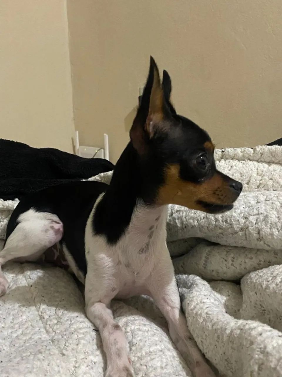 Vende-se Pincher  - Foto 2