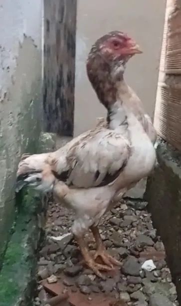 Galinha índia barbuda 