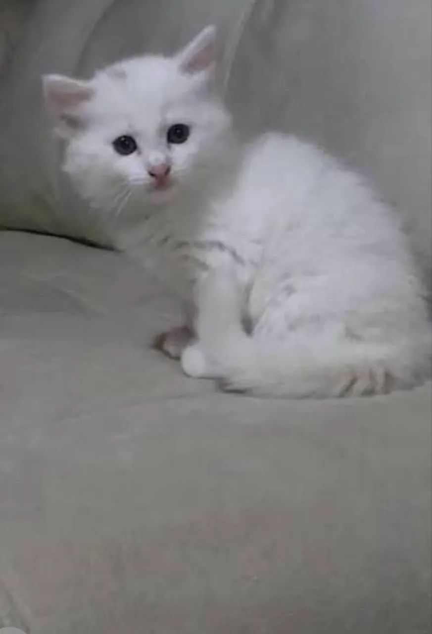 Gatinho angora branco macho  - Foto 2