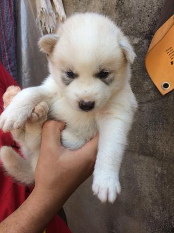 Filhote Husky Siberiano