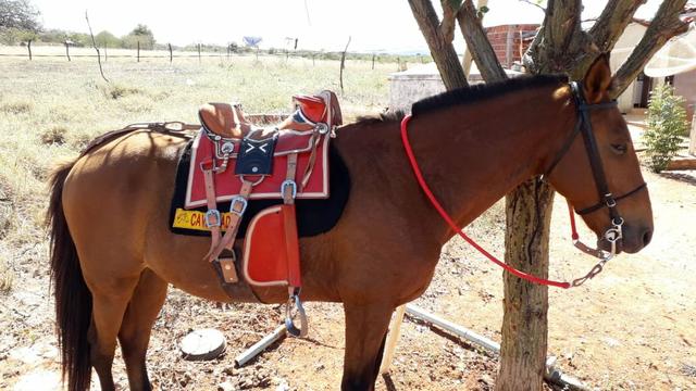 Cavalo - Foto 4