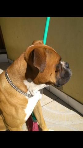Filhote de boxer parcelo no cartão - Foto 4
