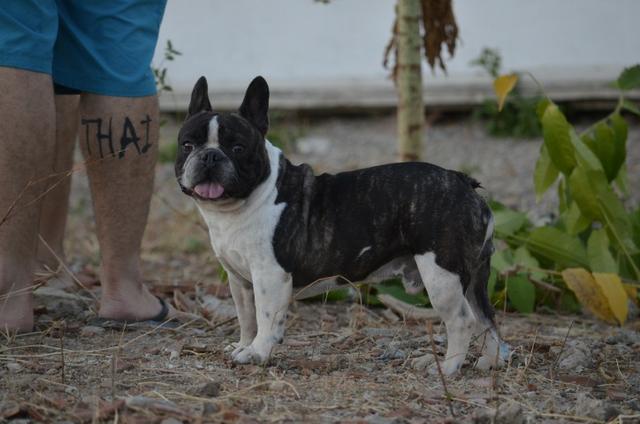 Buldogue Francês - Foto 4