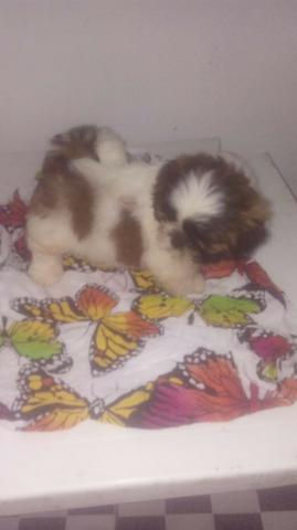 Shih tzu Fêmea