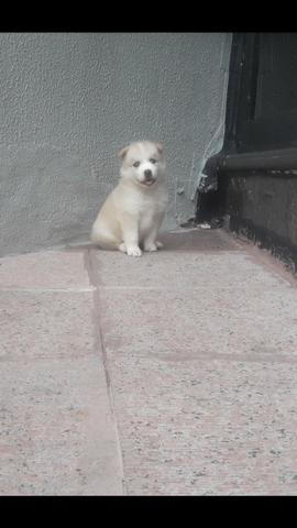 Husky filhote com pedigree - Foto 2