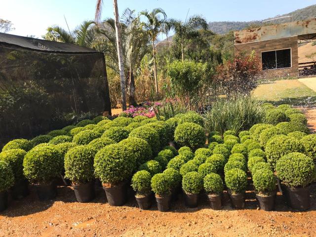 Ornamental ,frutiferas e reflorestamento