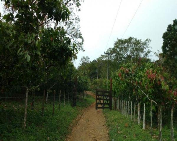 Fazenda sempre alegre a 20km de ilhéus - Foto 19