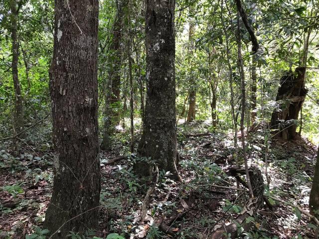 Chácara em Senador Canedo, 21 alqueires, 25 km de Goiânia _ saída para Bonfinopólis - Foto 10